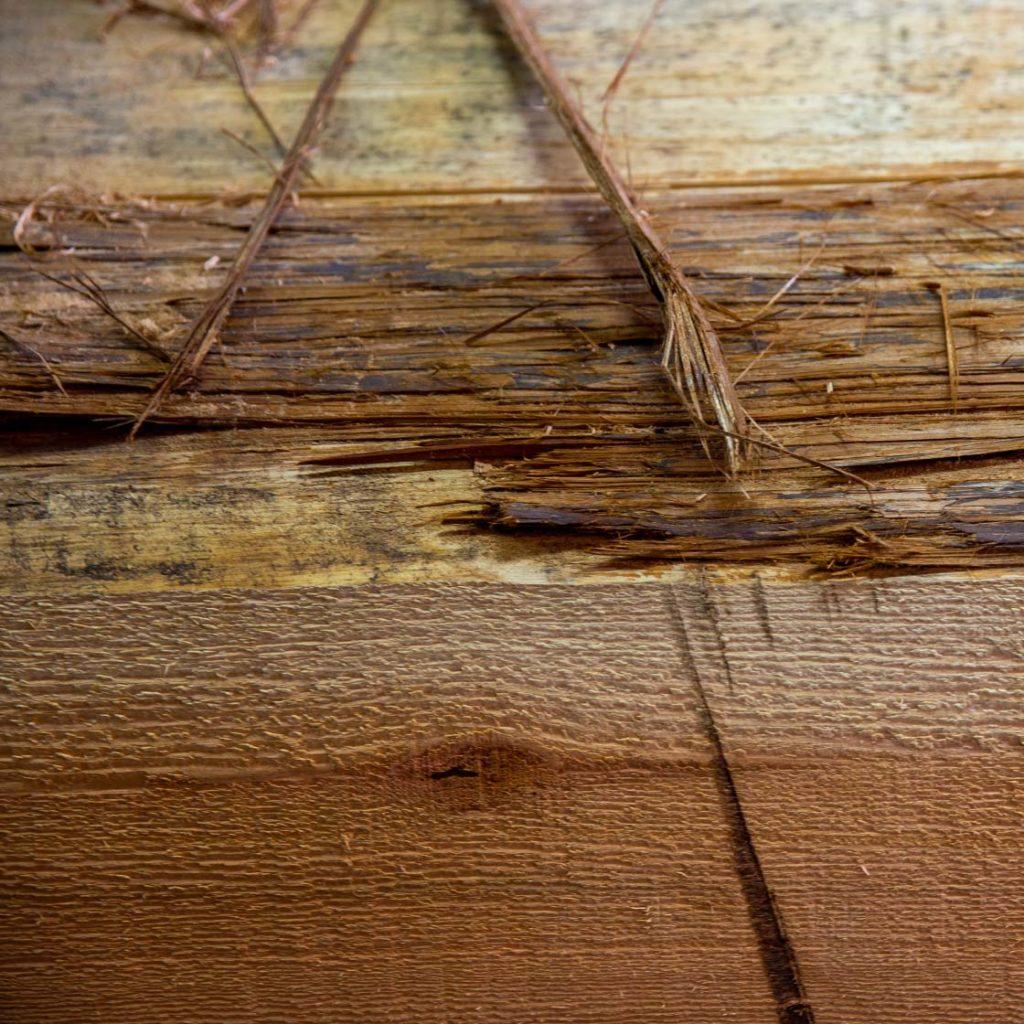 Detail shot of the wood that artist Brett Sparrow uses for carving
