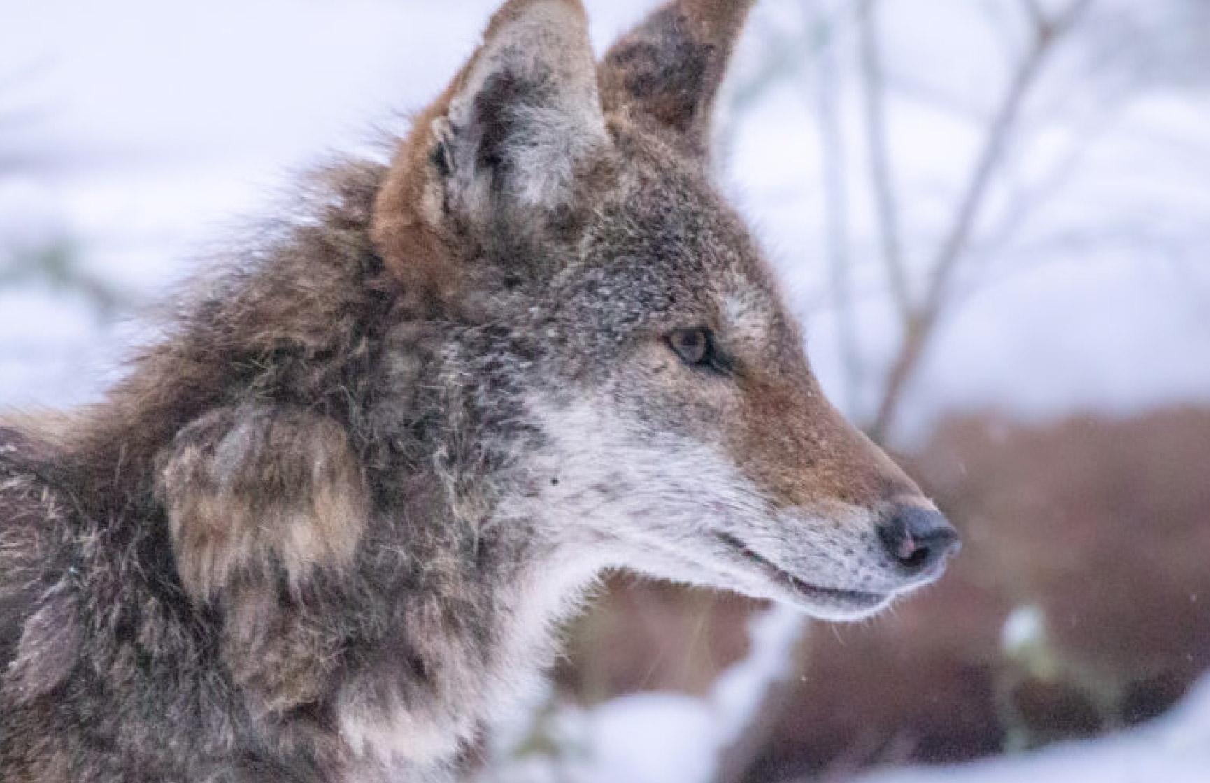 A young coyote