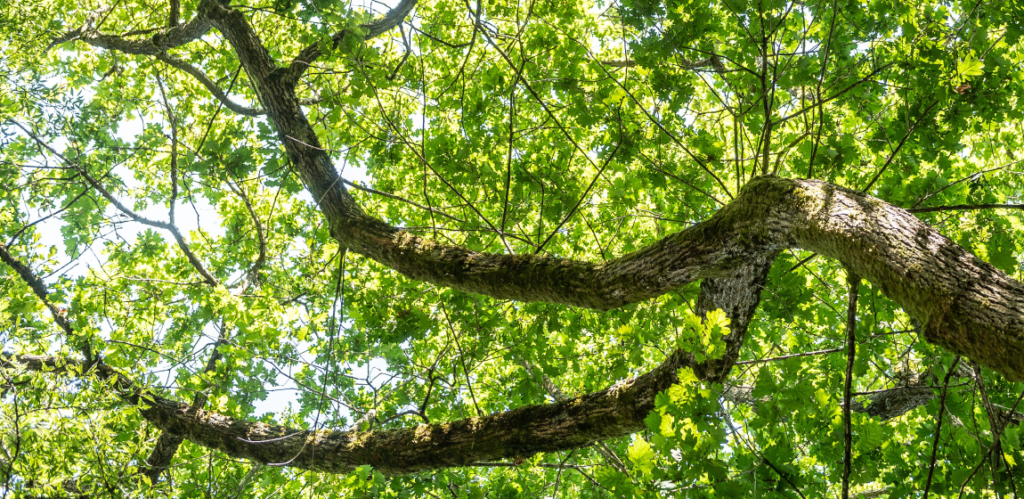 Urban trees