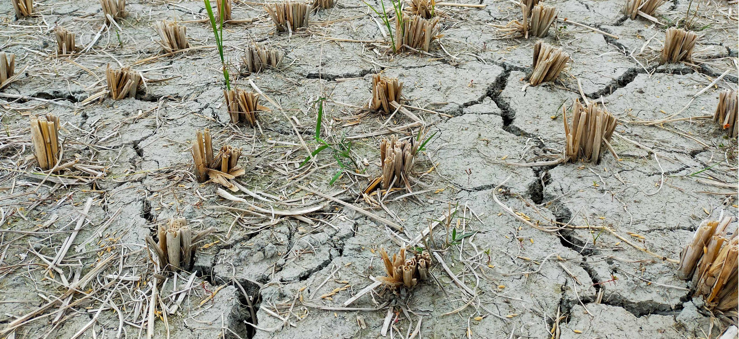 Dry land because of water scarcity due to climate change.