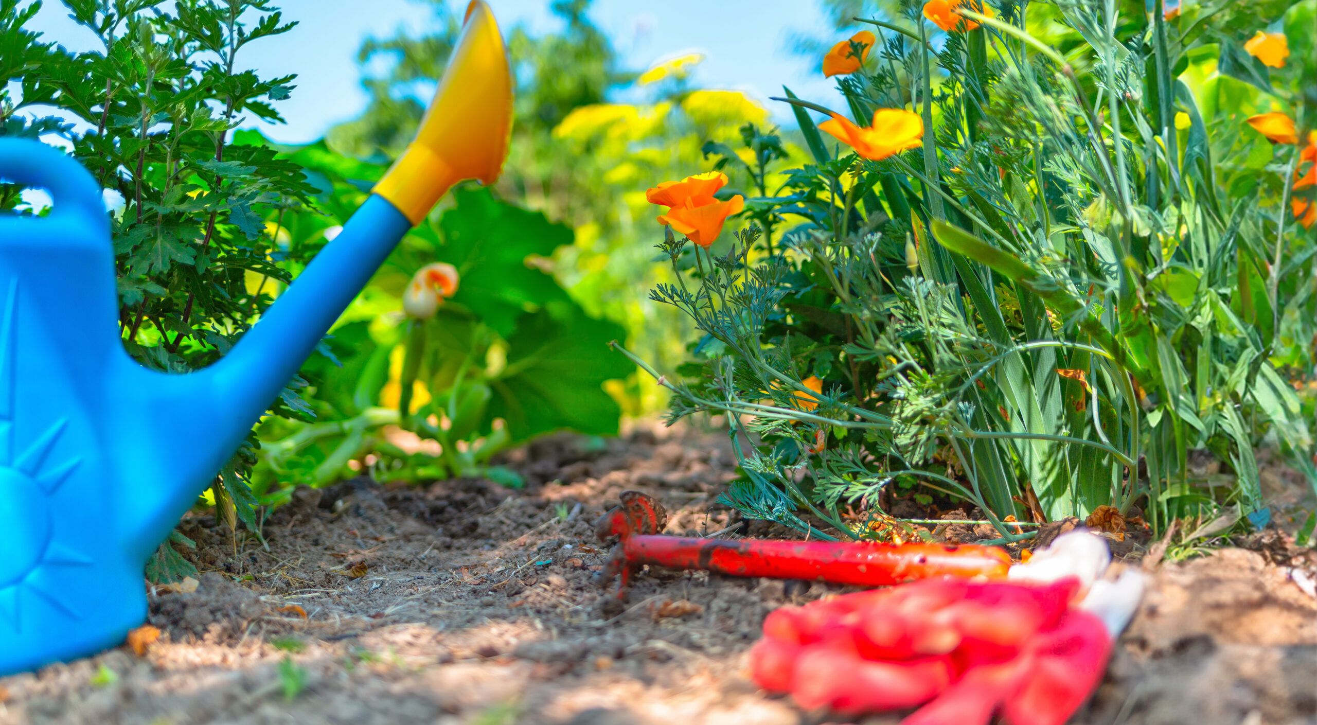 On the ground lies a watering can, a hoe and gloves.