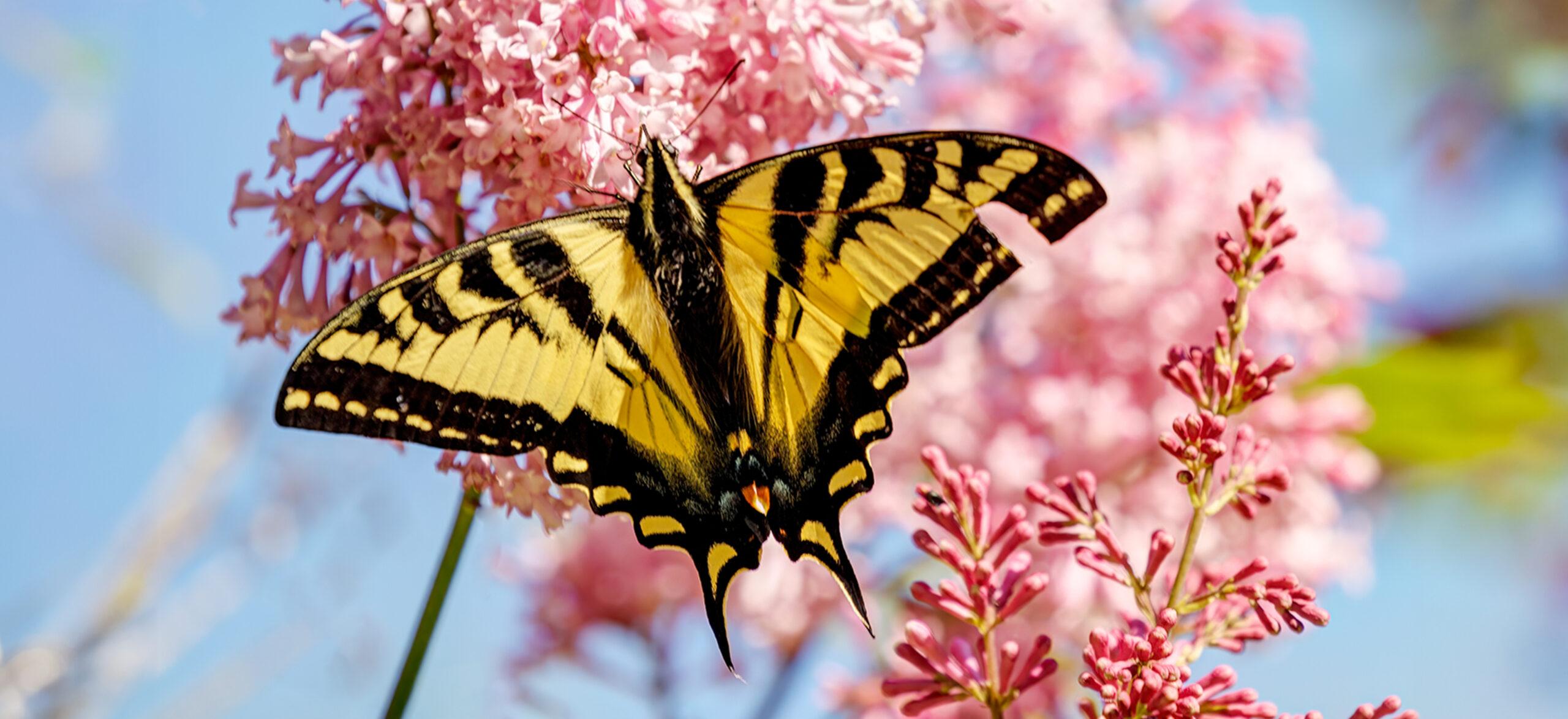 Western Tiger Swallowtail Butterfly in a garden