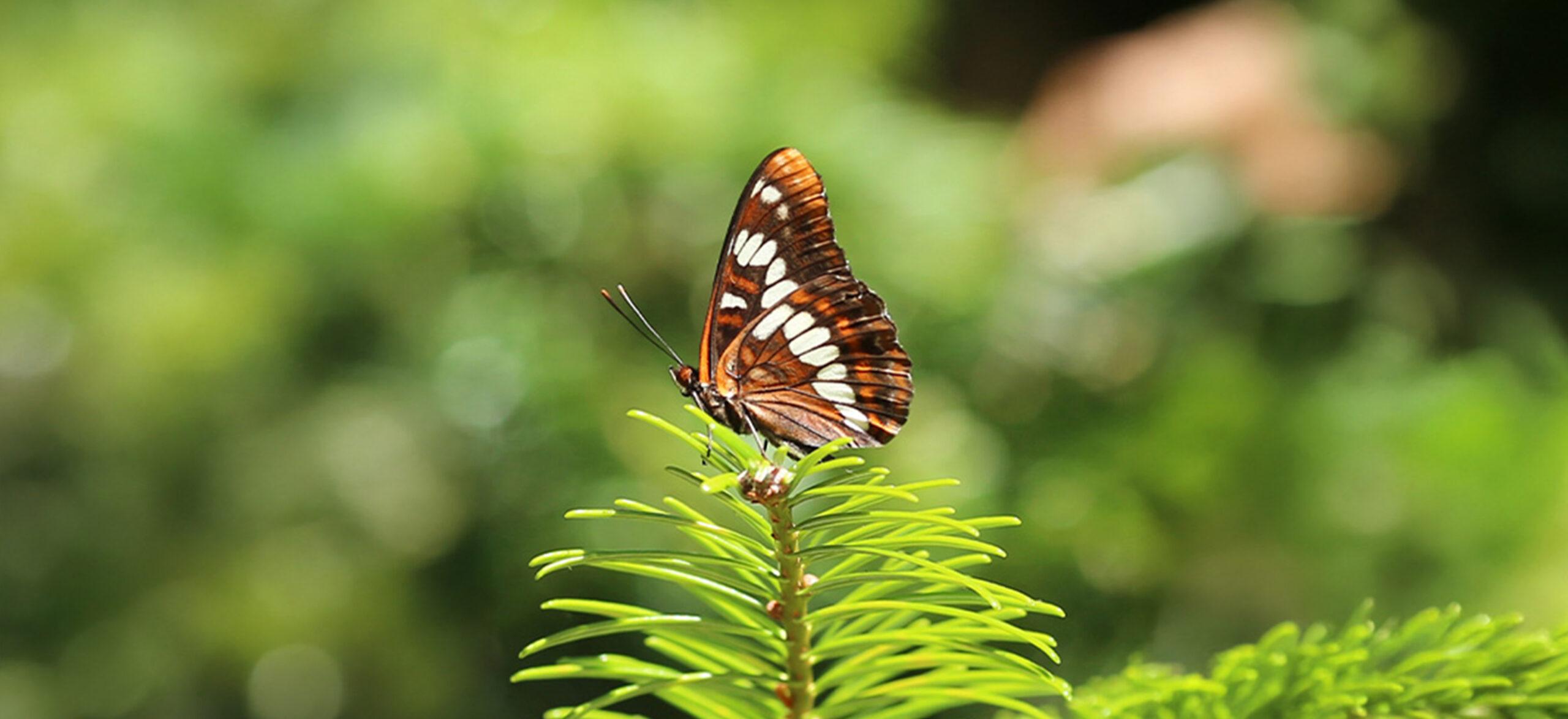 A butterfly is depicted in profile.