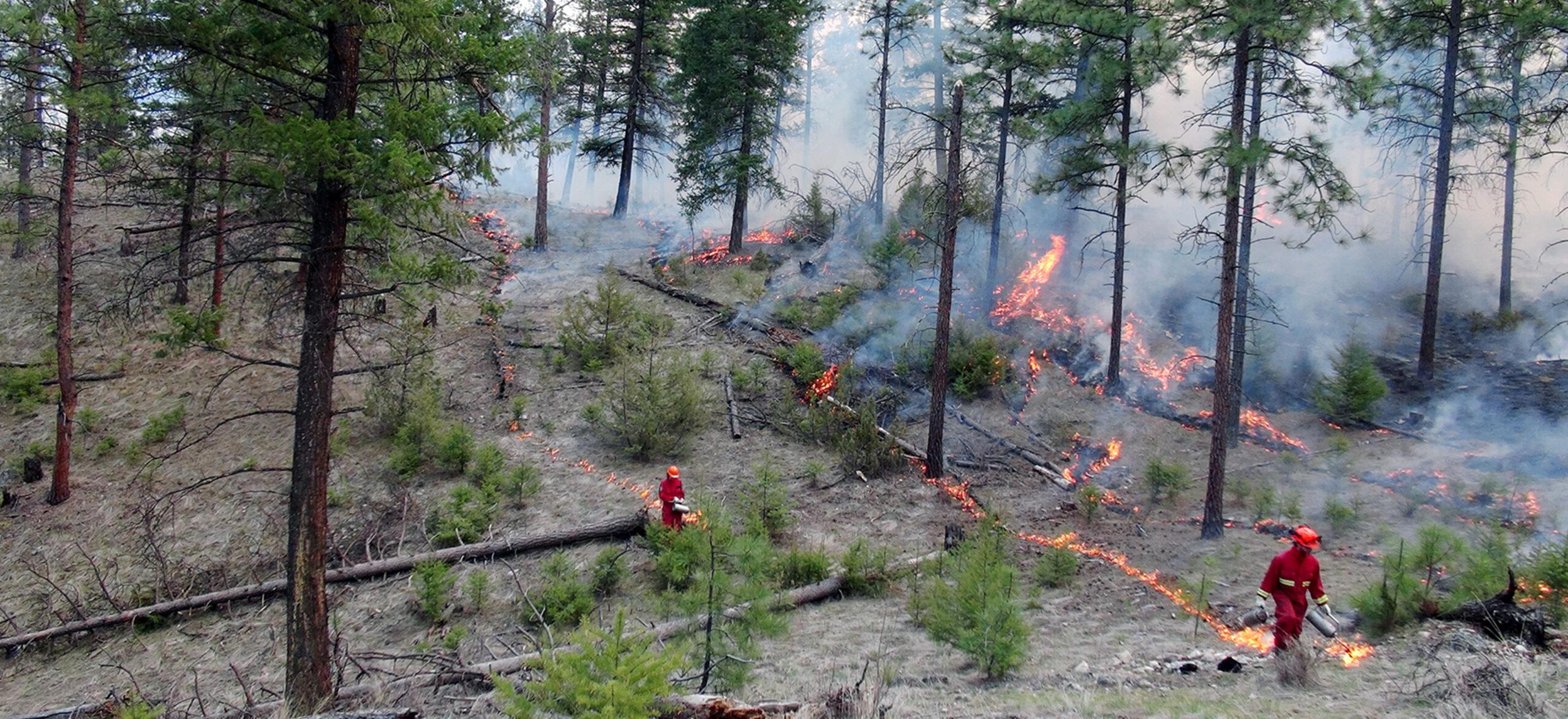 View of a forest scarred by wildfire